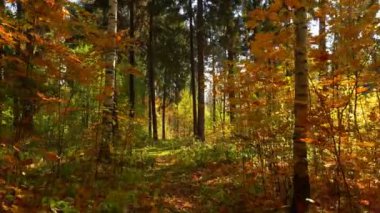 Sıcak güneşli havalarda sonbahar ormanın içinde 4 k yürüyüş