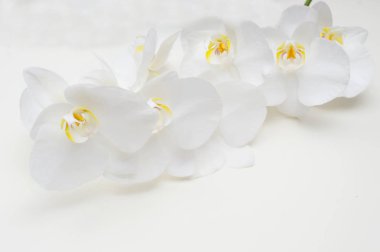 romantik bej renkli arka plan üzerinde beyaz orkide Şubesi.