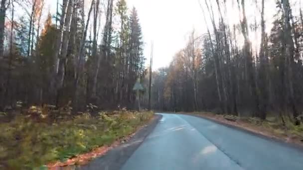 Séta az őszi erdei úton — Stock videók