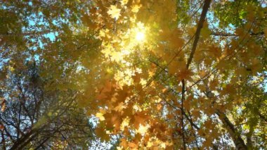 Yaprak döken ormanlarda güneşli hava sıcak, kurutulmuş yaprakları ağaçların ağır çekim düşmek