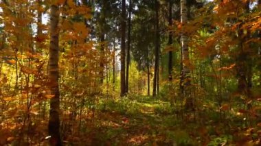 Sıcak güneşli havalarda sonbahar ormanın içinde 4 k yürüyüş