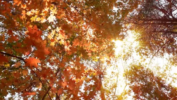 落葉広葉樹林の暖かい日当たりの良い天気、木スローモーションから乾燥葉が落ちる — ストック動画