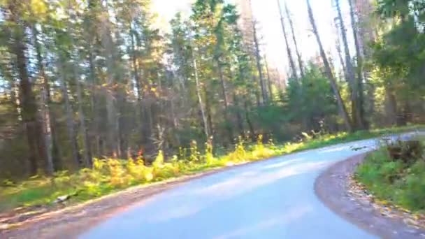 Spaziergang entlang der herbstlichen Waldstraße — Stockvideo