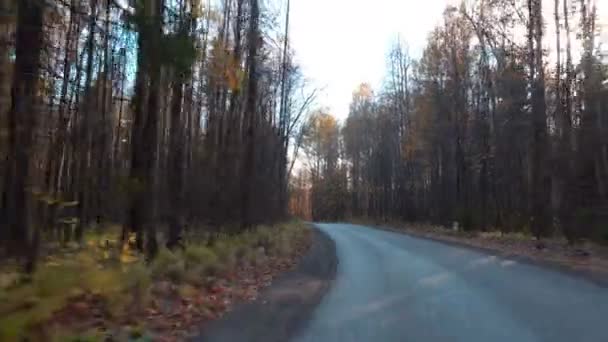 Caminhe ao longo da estrada floresta outono — Vídeo de Stock