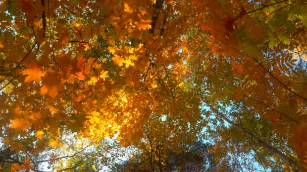 Caminando en el bosque de otoño, en clima cálido y soleado, 4k — Vídeo de stock