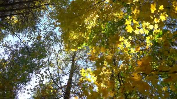 Лиственные леса в теплую солнечную погоду, сухие листья падают с деревьев замедленным движением — стоковое видео