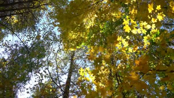 Foreste decidue nel caldo sole, foglie secche cadono dagli alberi rallentatore — Video Stock