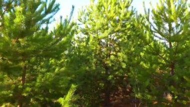 Genç çam ormanda yürümek