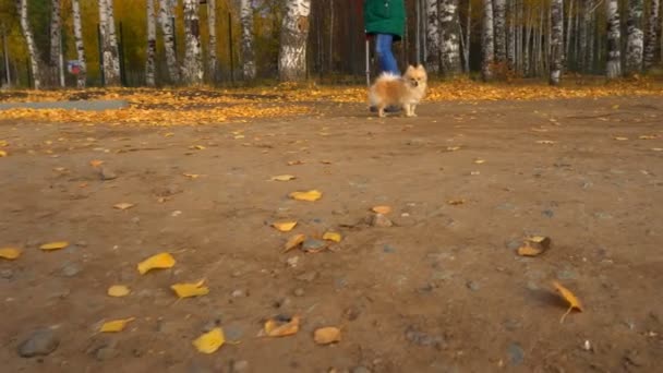 Немецкий Шпиц Бегает Осенних Листьях — стоковое видео