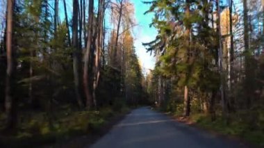 Sonbahar orman yolunda yürü