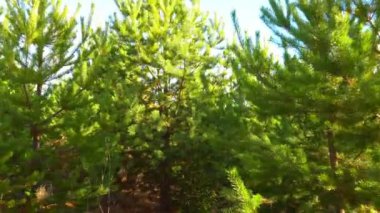 Genç çam ormanda yürümek