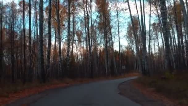 Promenad längs höstens skogsväg — Stockvideo