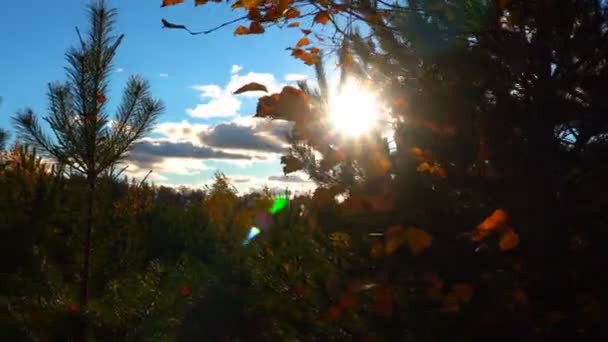 Caminhe ao longo da estrada floresta outono — Vídeo de Stock