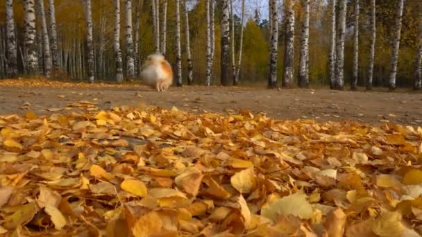 Немецкий Шпиц бегает в осенних листьях — стоковое видео