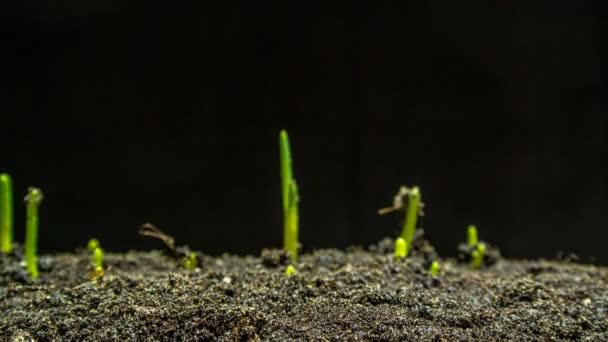 Time-Lapse Of Growing Onion on black background — Stock Video