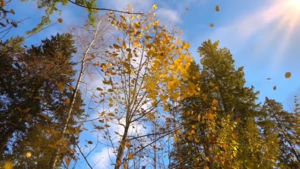 Autunno foglie ingiallite cadono da un albero nel tempo soleggiato, al rallentatore — Video Stock