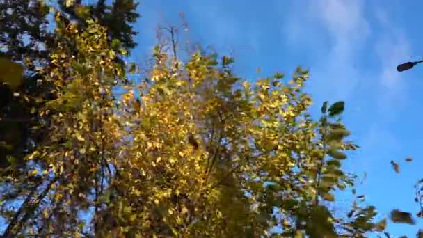 Automne feuilles jaunies tombent d'un arbre par temps ensoleillé, au ralenti — Video