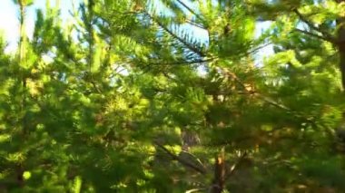 Genç çam ormanda yürümek