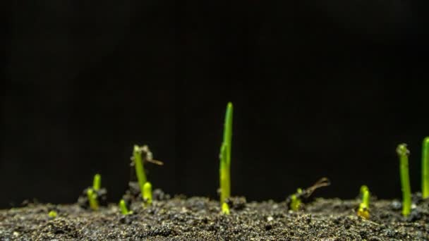 Time-Lapse Of Growing Onion on black background — Stock Video