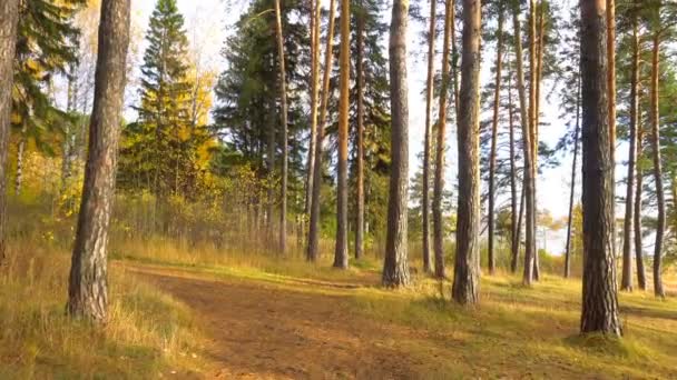 Paseo en el bosque de pinos en otoño, hermoso paisaje de bosque de otoño — Vídeo de stock