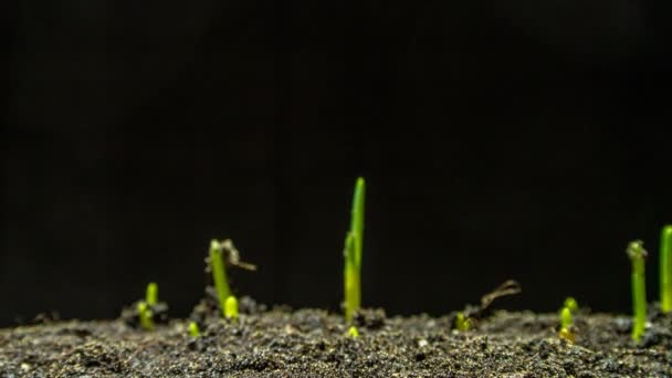 Tiempo-lapso de cultivo de cebolla sobre fondo negro — Vídeo de stock
