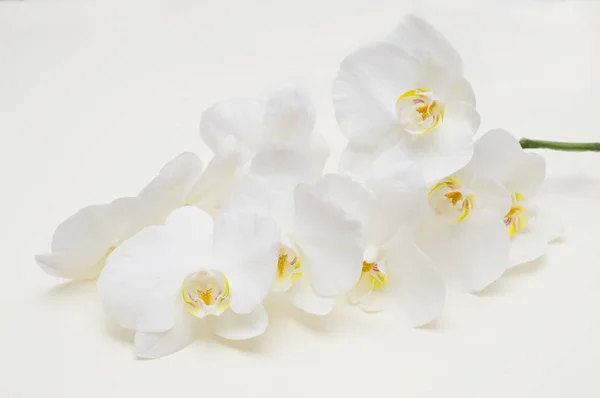 Rama romántica de orquídea blanca sobre fondo beige . — Foto de Stock