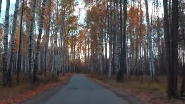 Promenade le long de la route forestière d'automne — Video
