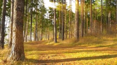 sonbaharda, güzel sonbahar orman manzara çam ormanda yürümek