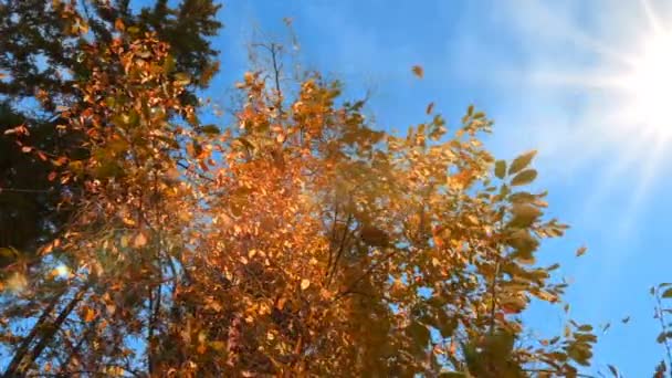 Őszi megsárgult levelek lehullanak egy fáról, napsütéses időben, lassú mozgás — Stock videók
