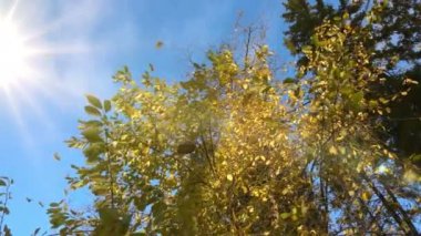 Sonbahar sararmış yaprakları bir ağaçtan düşmek güneşli hava, ağır çekim