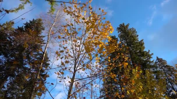 秋天泛黄的树叶从树上落下, 天气晴朗, 动作慢 — 图库视频影像