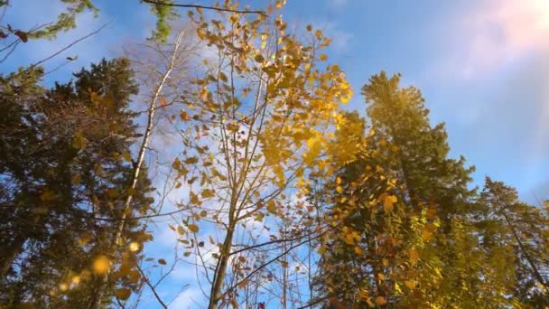 automne feuilles jaunies tombent d'un arbre par temps ensoleillé, au ralenti 