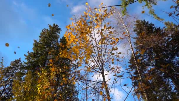秋天泛黄的树叶从树上落下, 天气晴朗, 动作慢 — 图库视频影像