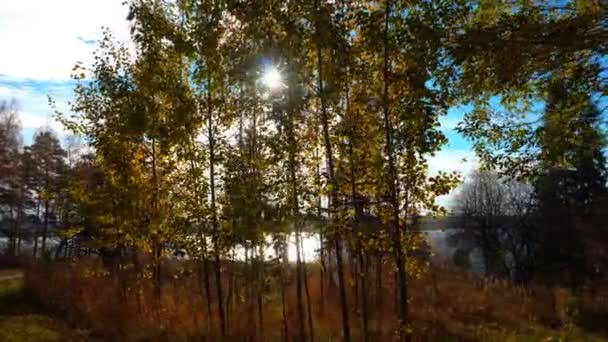 Ходити в осінньому сосновому лісі на березі річки, осінній пейзаж — стокове відео