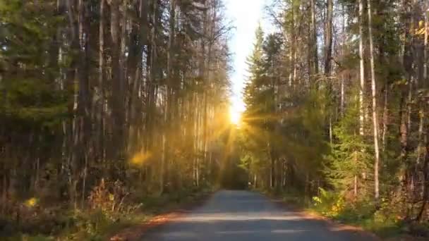 promenade le long de la route forestière d'automne. boucle vidéo 