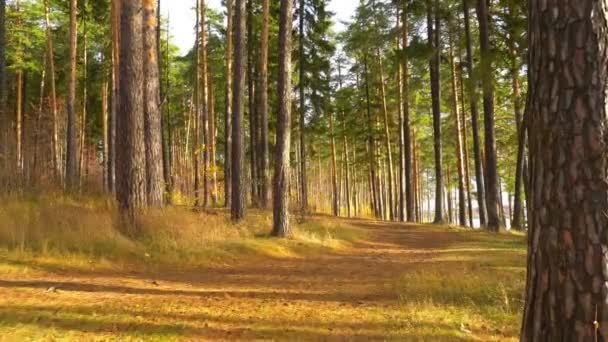 Chodit v podzimní borovém lese na břehu řeky, podzimní krajina — Stock video
