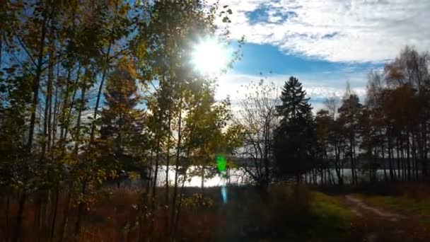 Spacer w lesie sosnowym jesienią na brzegu rzeki, jesień krajobraz — Wideo stockowe