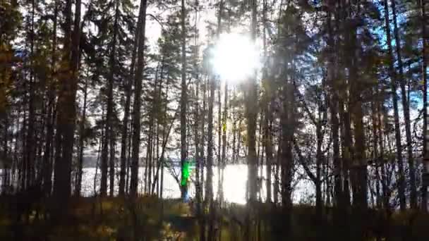 秋の風景、川のほとりに秋のアカマツ林の中を歩く — ストック動画