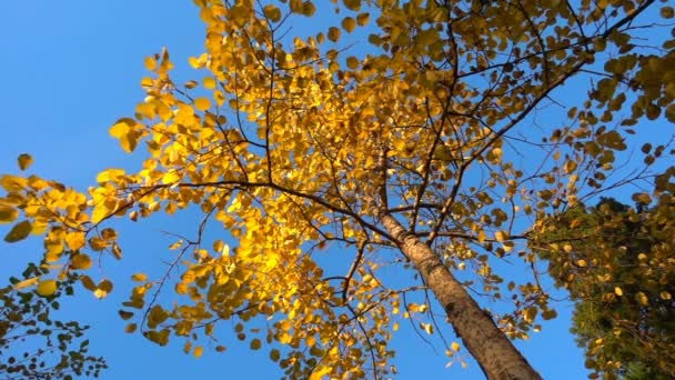 Herbst vergilbte Blätter fallen bei sonnigem Wetter vom Baum, Zeitlupe, Alphakanal — Stockvideo