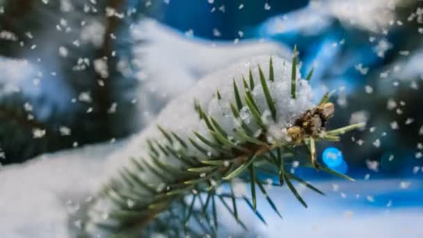 Sanfter Schneefall im winterlich verschneiten Wald, abendliche Winterlandschaft, Fichtenzweig im Schnee — Stockvideo