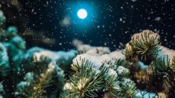 Miękkim śniegu, w lesie zimą w księżycową noc piękny wieczór Zima Krajobraz z padającego śniegu, wideo pętli — Wideo stockowe
