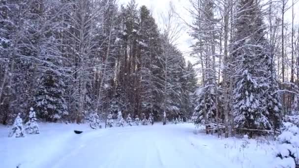 Abendspaziergang im Stadtpark im ersten Schnee, ein wunderschönes abendliches Stadtbild — Stockvideo