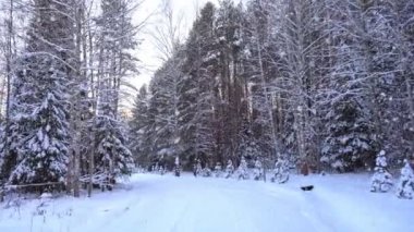 İlk kar, güzel bir akşam cityscape sırasında şehir parkta akşam yürüyüş