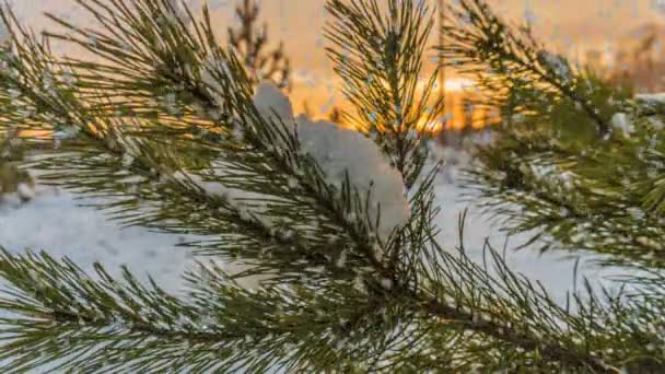 겨울 눈덮인 숲 속의 부드러운 눈, 저녁의 겨울 풍경, 눈 위의 가문비나무 가지 — 비디오