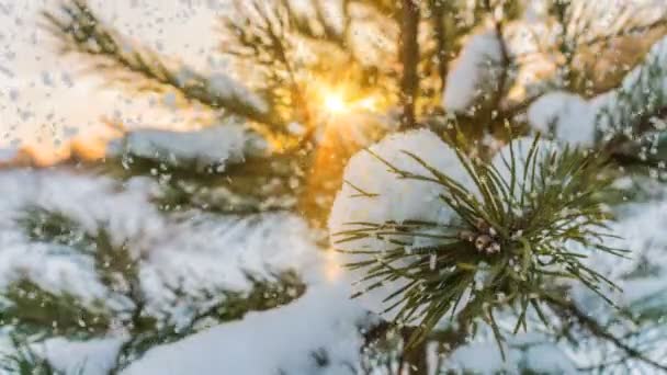 Delikatne opady śniegu w zimowym lesie śnieżnym, wieczorny zimowy krajobraz, gałąź świerkowa w śniegu — Wideo stockowe
