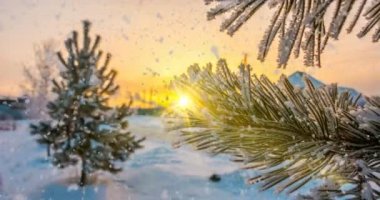 hoarfrost çam dallarda, kış Noel animasyon kar düşüyor