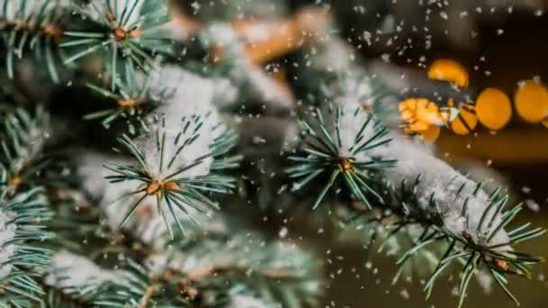Chute de neige molle en hiver forêt enneigée, paysage hivernal en soirée, branche d'épinette dans la neige