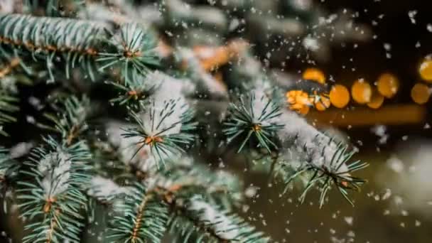 Chute de neige molle en hiver forêt enneigée, paysage hivernal en soirée, branche d'épinette dans la neige