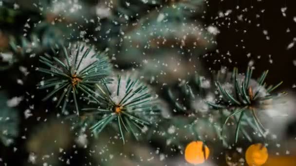 Chute de neige molle en hiver forêt enneigée, paysage hivernal en soirée, branche d'épinette dans la neige