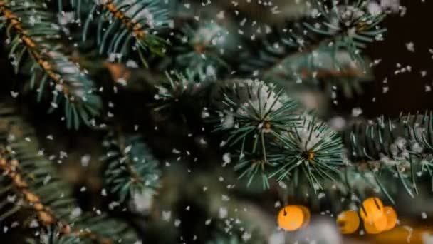 Mjukt snöfall på vintern snöig skog, kväll vinter landskap, gran gren i snön — Stockvideo